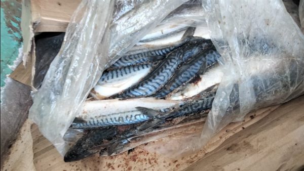 الأسماك المضبوطة