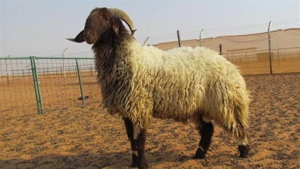 مواصفات خروف الأضحية