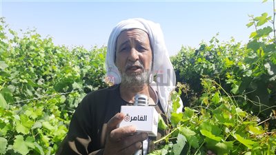 قرية دفش الأولى في زراعة العنب البلدي بالمنيا.. والمزارعون: ننتج أجود الأنواع بدون هرمونات | صور وفيديو