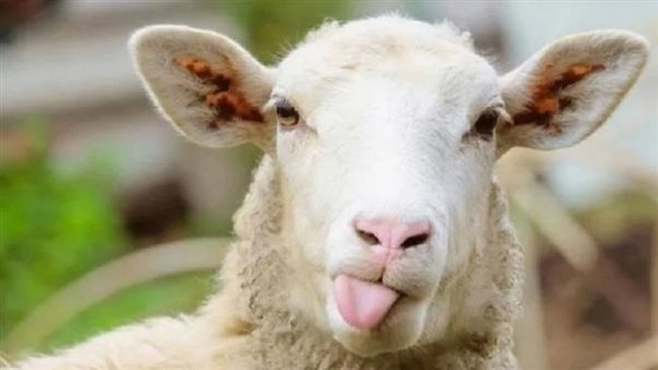 شروط الأضحية من الغنم