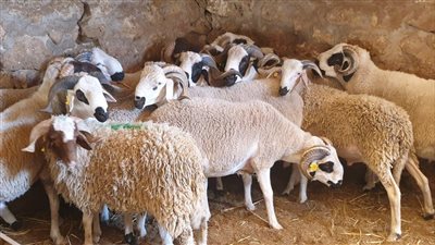 بأسعار تبدأ من 70 جنيها للكيلو.. خطوات حجز وشراء الأضحية في منافذ وزارة الزراعة | بث مباشر