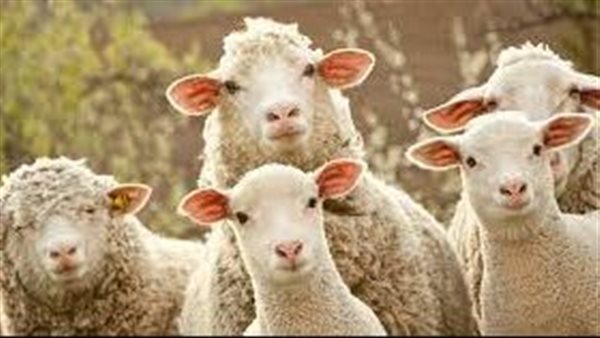 شروط الأضحية للسيدات