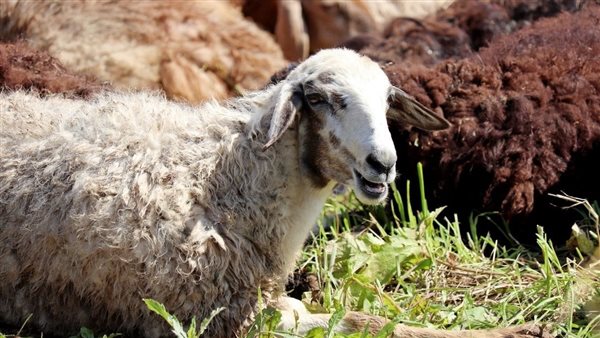 شروط الأضحية من الغنم