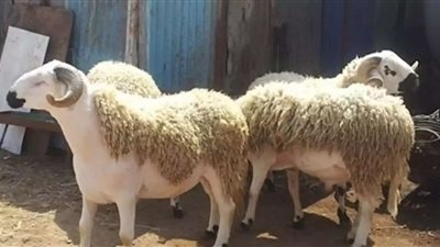 الأوقاف تعلن أسعار صكوك عيد الأضحى 2023 | فيديو