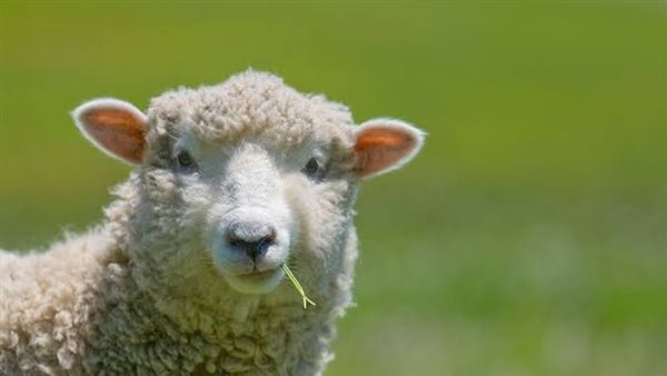 شروط الأضحية وعمرها