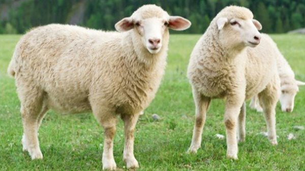 مواصفات الاضحية السليمة