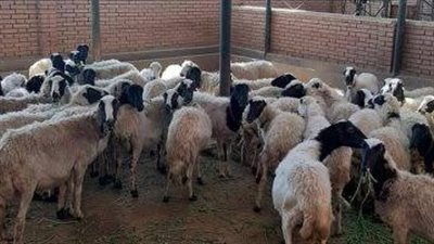 لصوص الماشية.. تسللوا ليلًا لسرقة الحظائر وسقطوا في قبضة الأمن بالجيزة