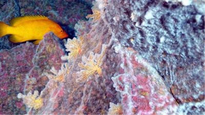 احذر المواد البلاستيكية.. دراسة: الفيروسات المعوية تعيش في المياه العذبة لأيام عديدة 