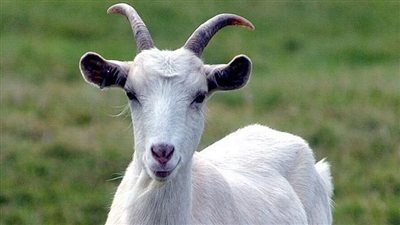  ماعز أوكراني يتسبب في إصابة 41 جنديًا روسيًا بحركة فوضوية