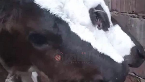 نفوق عجل بـ 3عيون