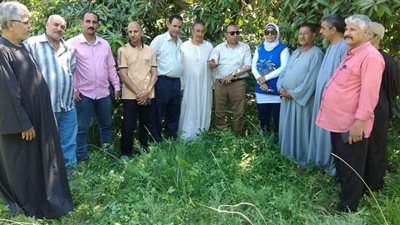 كيف تواجه زراعة الفيوم المعاملات الزراعية السليمة لمحصول المانجو تجنبًا للإصابة بالعفن الهبابي؟