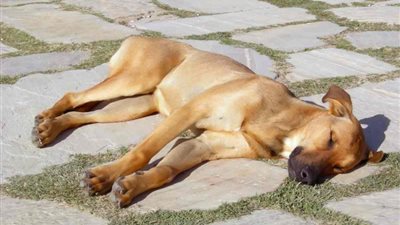 استشاري بيطري يوضح التأثيرات السلبية للحرارة المرتفعة على الحيوانات