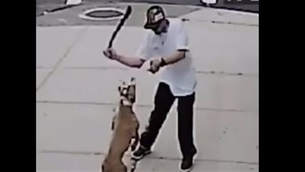 تعدي علي كلب - تعبيرية