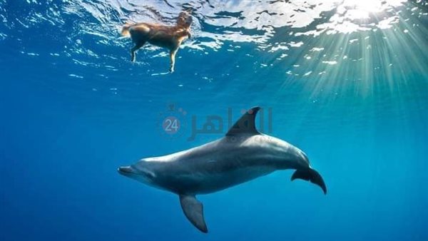 دولفين يداعب كلب