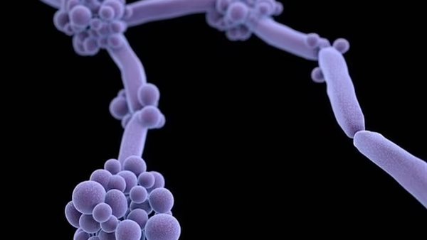 تكاثر البكتيريا -صورة