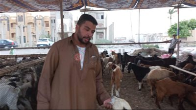 حي وسط الإسكندرية: بدء تلقى رسوم معاينة إقامة شوادر لحوم عيد الأضحى الأحد المقبل