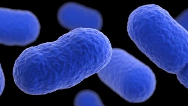 الليستيريا