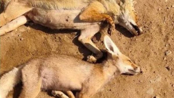 القضاء على مجموعة