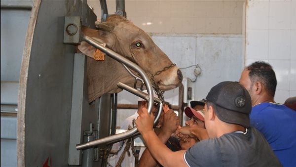 المجزر الآلي ببورسعيد