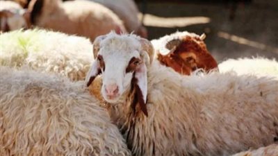 الزراعة: استوردنا 170 ألف رأس ماشية لتغذية الأسواق باللحوم استعدادًا لعيد الأضحى