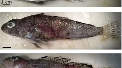 نتيجة لتغير المناخ..إصابة الأسماك بالأورام يسبب تفشي المرض بين الكائنات الحية