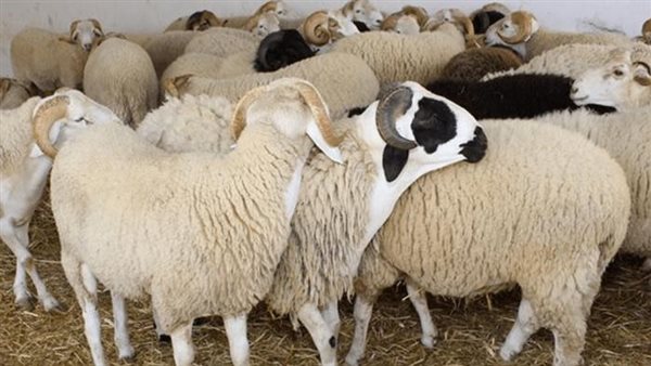 اسعار الاضاحي 