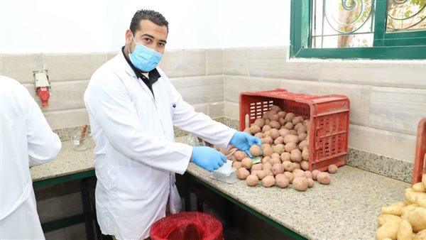 فحص محصول البطاطس