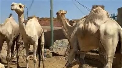 غدًا.. انطلاق سوق دراو الأسبوعي العالمي لبيع الجمال بأسوان  