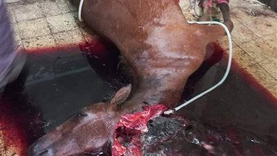 ضبط محل جزارة يذبح الأحصنة ويبيعها مفروم للمطاعم بالقليوبية 