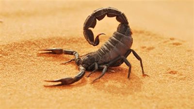 ثالث إصابة خلال شهر.. لدغة العقارب تثير خوف أهالي أشمون في المنوفية