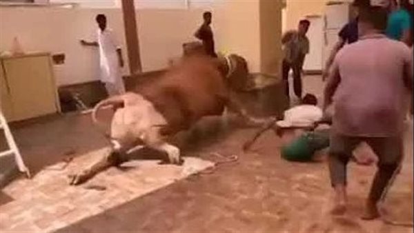 عجل يهاجم جزار- أرشيفية