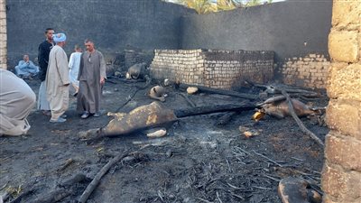 إخماد حريق حريق هائل في الأقصر ونفوق 43 رؤوس ماشية