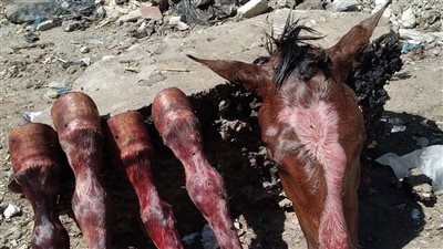 قلق بالإسكندرية لتداول صور لرأس حصان مذبوح.. والحي: جارِ التأكد من الواقعة