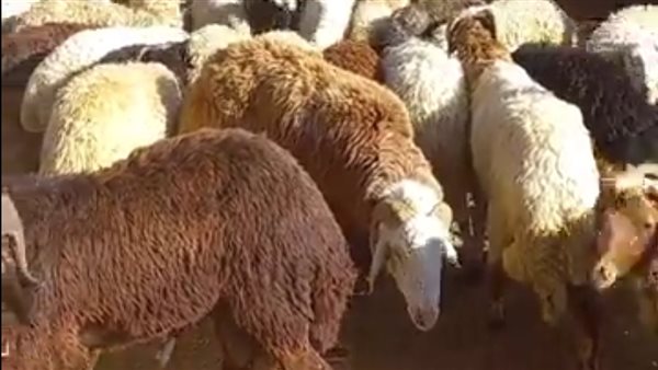 اضاحي العيد