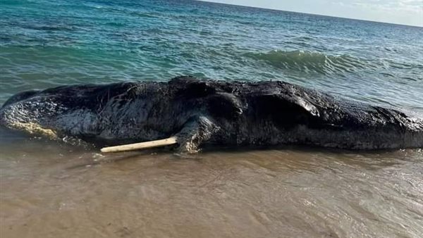 صورة الحوت النافق