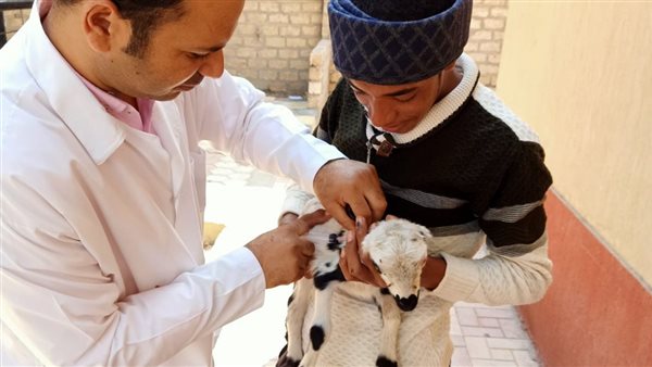 حملات الطب البيطري