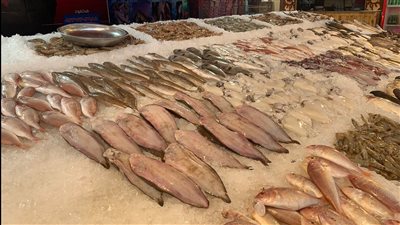 نجاح فريق طلابي بجامعة كفر الشيخ في تحويل نفايات الأسماك إلى منتجات طبية وغذائية