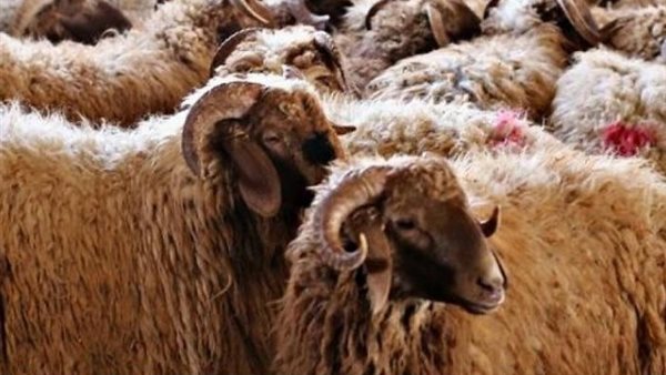 أسعار الأضاحي