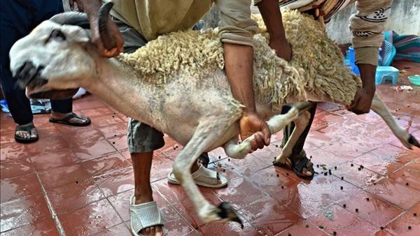 دعاء ذبح الاضحية