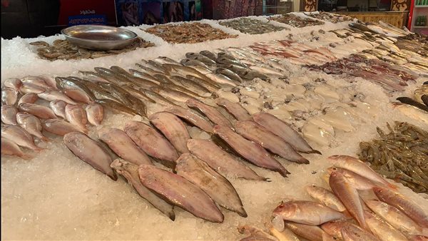 الأسماك اليوم