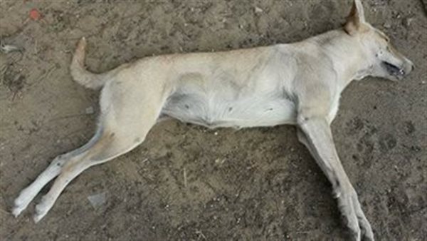 كلب - ارشيفية