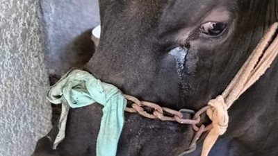 دموع الحيوانات ومخالفة السُنة.. بيطري يوضح الخطايا السبع للمصريين عند ذبح الأضاحي في العيد