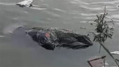 الإنقاذ النهري ينتشل جثمان شاب مجهول الهوية من بحر شبين بالمنوفية | بث مباشر 