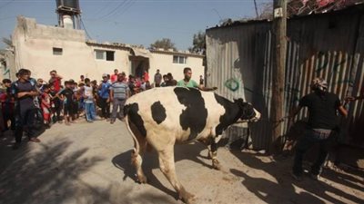 تركيا: إصابة 16 ألف شخص خلال ذبح الأضاحي في أول أيام العيد 