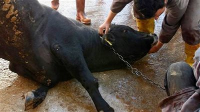 الدرن والتينيا والسنط أبرز المخاطر.. طبيب يحذر من ممارسات جلدية خاطئة في عيد الأضحى