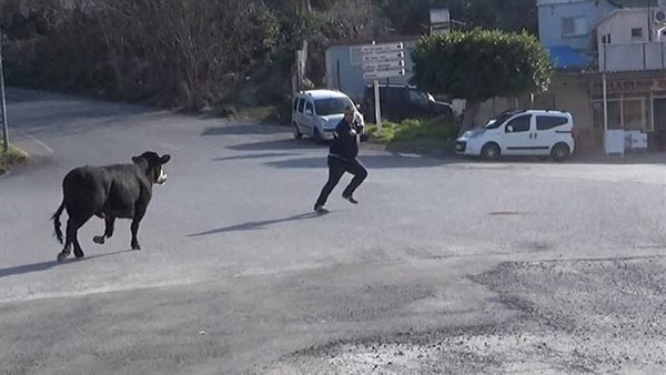 هروب عجل - صورة أرشيفية