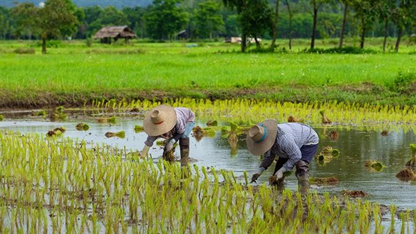 زراعة الأرز 