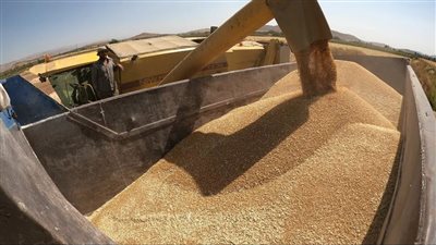 مسئول أممي: صوامع الحبوب الأوكرانية مليئة بأطنان المواد الغذائية وتحتاج للنقل لإفساح المجال للمحصول الجديد