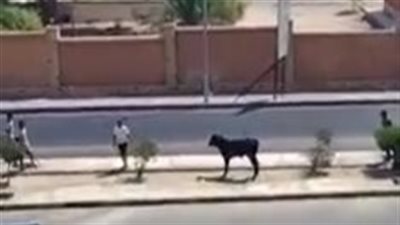 هروب الأضاحي.. مطارة مثيرة لـ عجل أمام سور كلية التربية بالغردقة | فيديو 