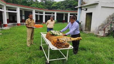 الهند تعلن وفاة أكبر نمر بالعالم عن عمر ناهز 25 عامًا